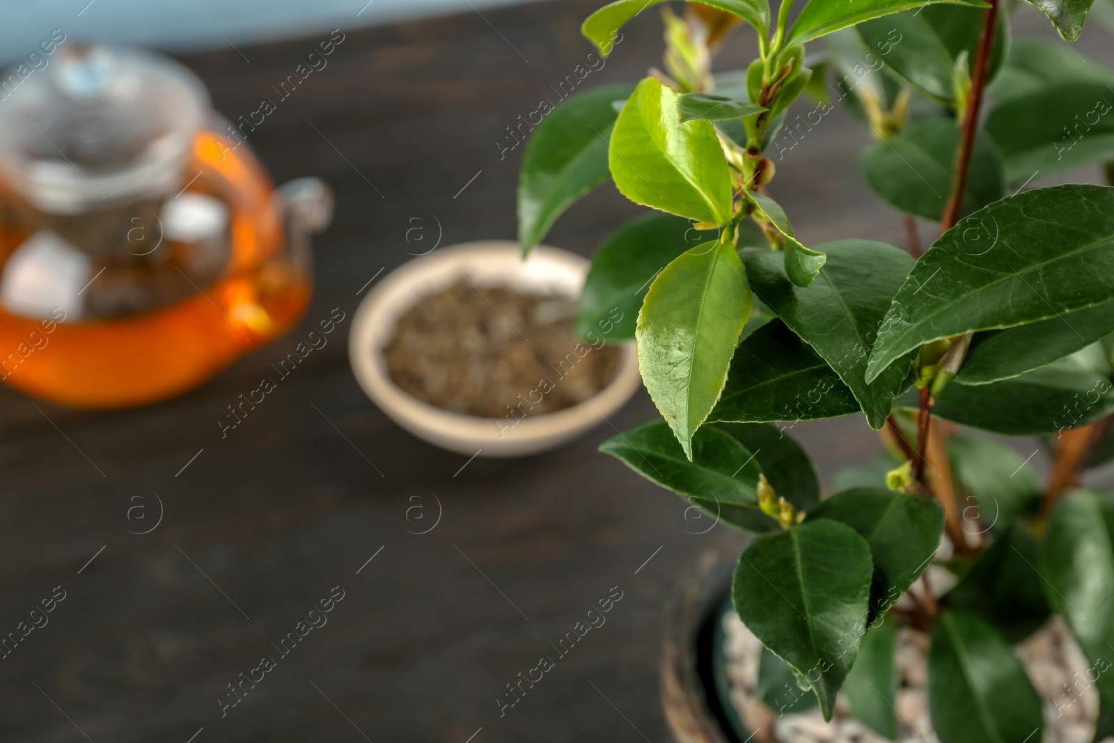 Photo of Tea shrub with green leaves on blurred background, closeup