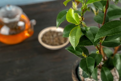 Tea shrub with green leaves on blurred background, closeup