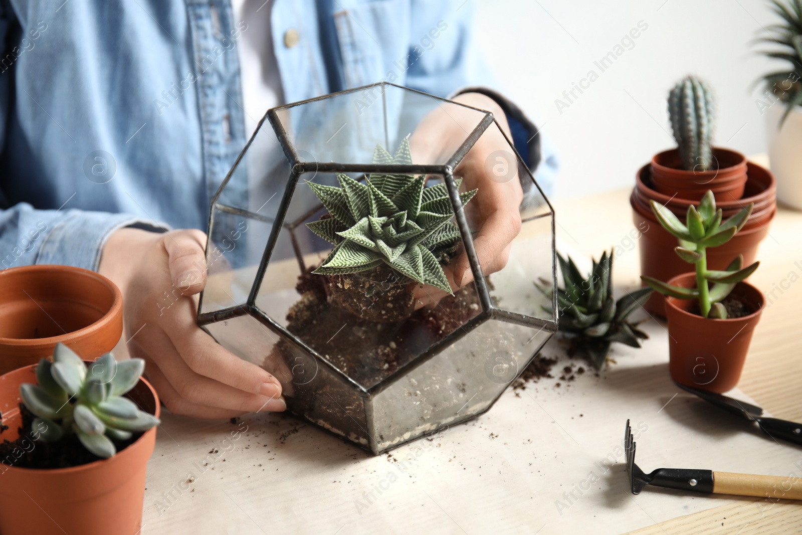 Photo of Woman transplanting home plants into florarium at table, closeup