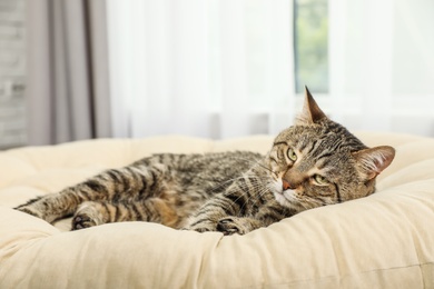 Photo of Cute tabby cat lying on pillow indoors. Friendly pet