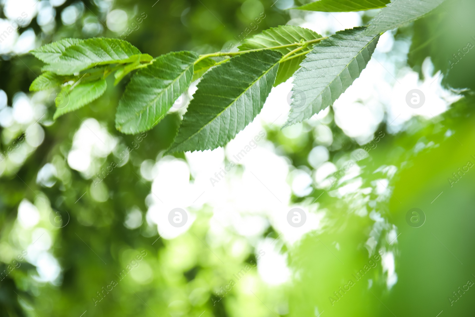 Photo of Closeup view of elm tree with fresh young green leaves outdoors on spring day