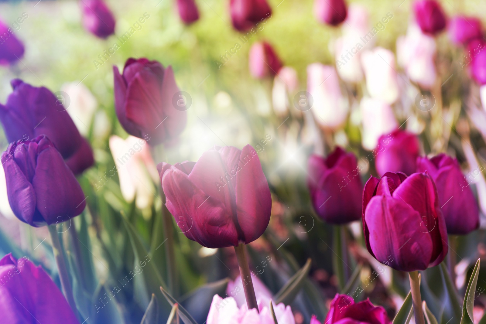 Image of Beautiful blooming tulips outdoors on sunny day