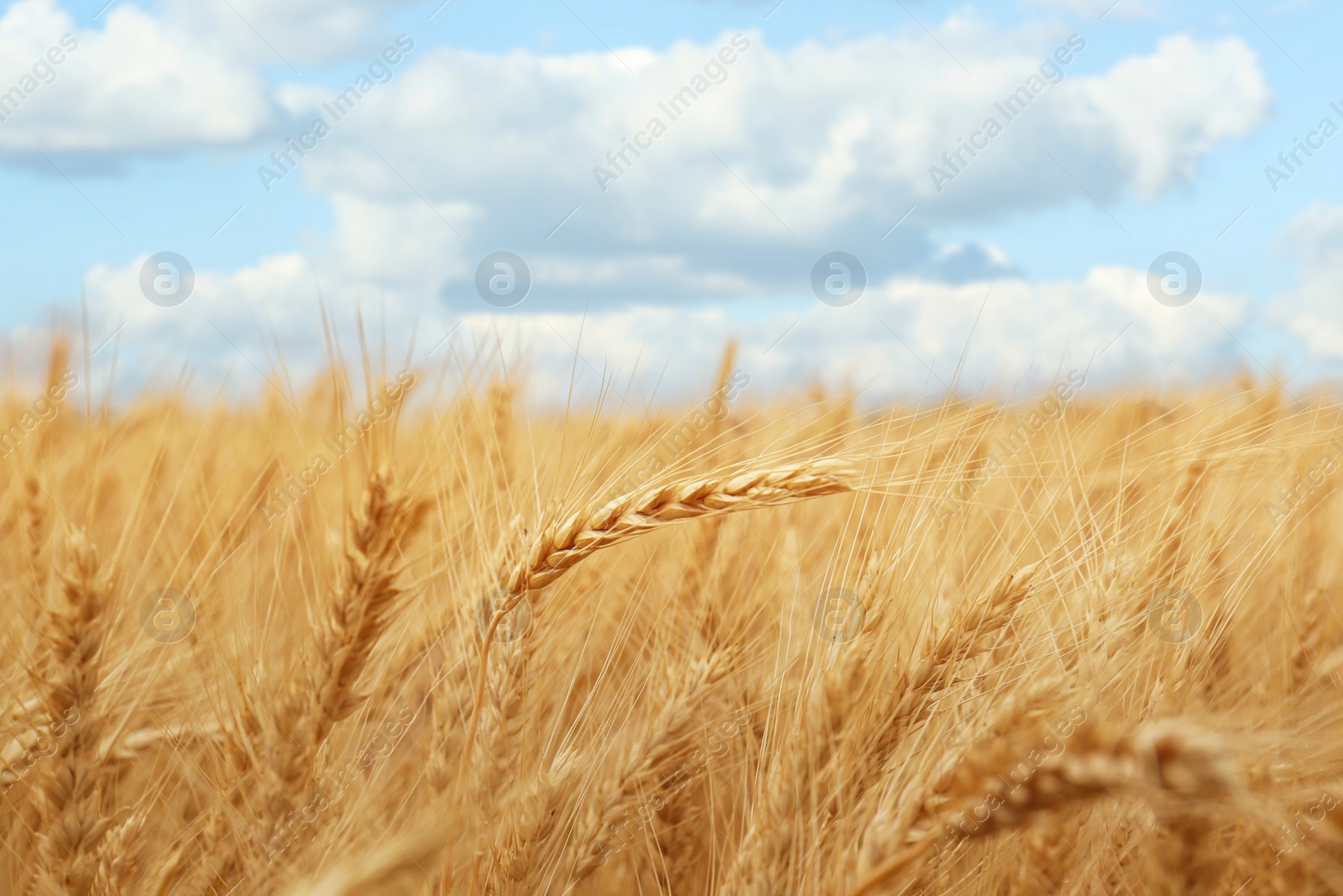 Photo of Beautiful ripe wheat spikes in agricultural field