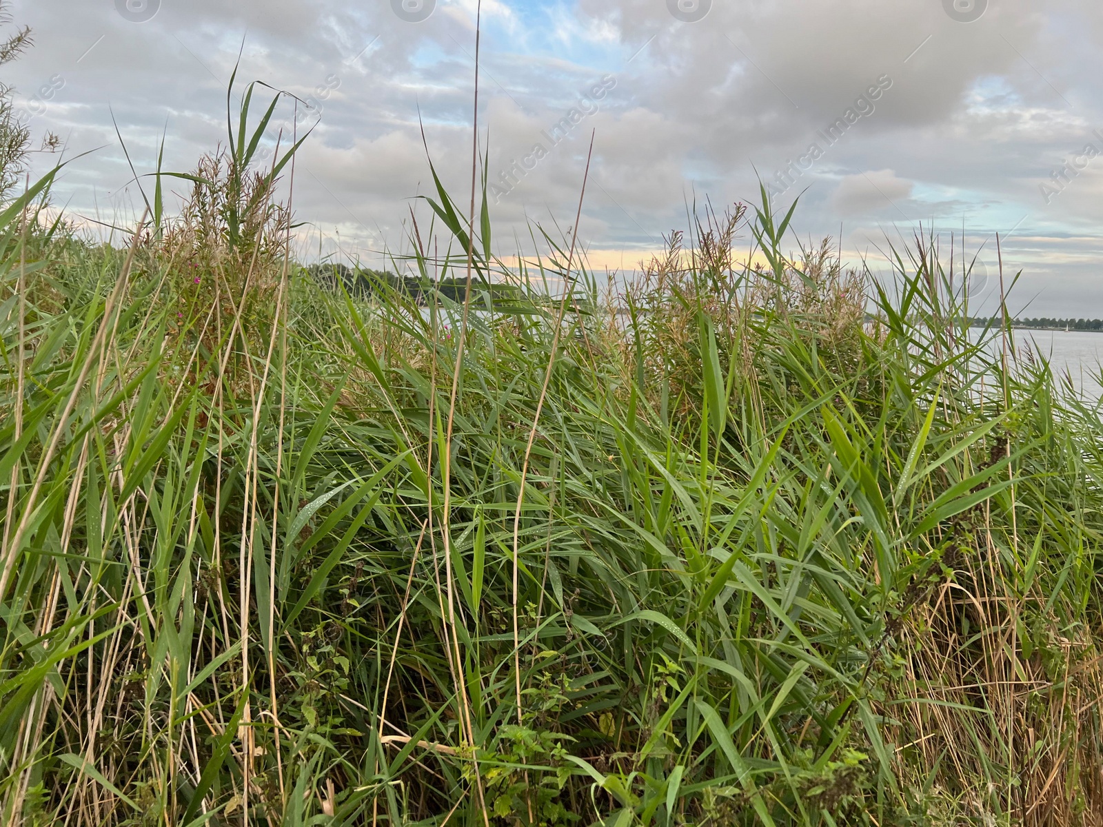 Photo of Picturesque view of river reeds and cloudy sky