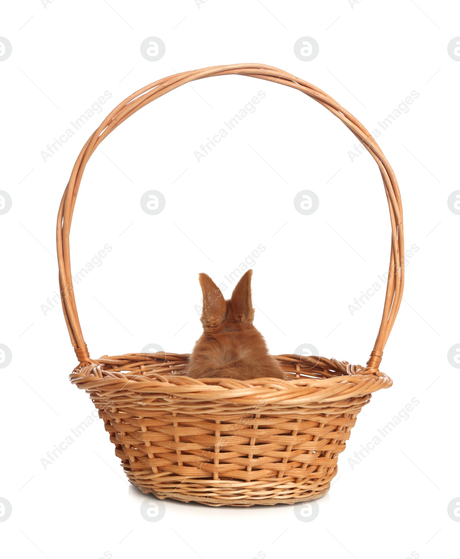 Photo of Adorable fluffy bunny in wicker basket isolated on white. Easter symbol