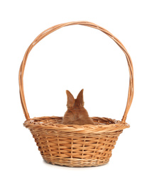 Photo of Adorable fluffy bunny in wicker basket isolated on white. Easter symbol