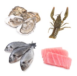Image of Dorado fish, oysters, crayfish and pieces of raw tuna isolated on white, set