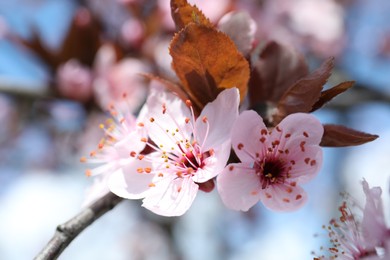 Photo of Beautiful spring pink tree blossoms against blurred background, closeup