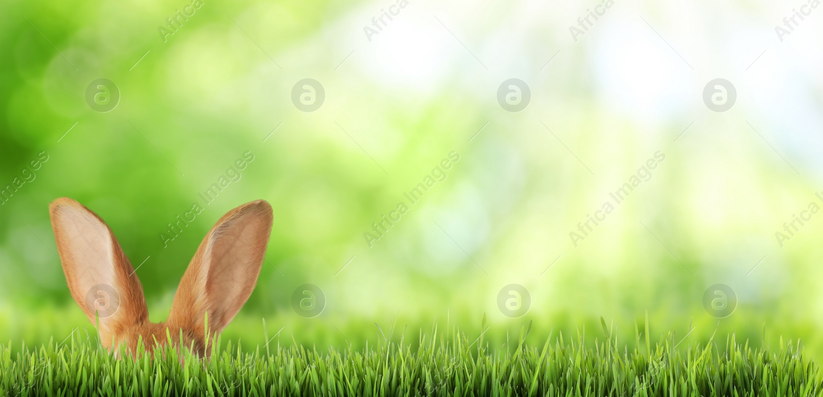 Image of Cute Easter bunny hiding in green grass outdoors, space for text. Banner design