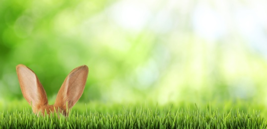 Image of Cute Easter bunny hiding in green grass outdoors, space for text. Banner design