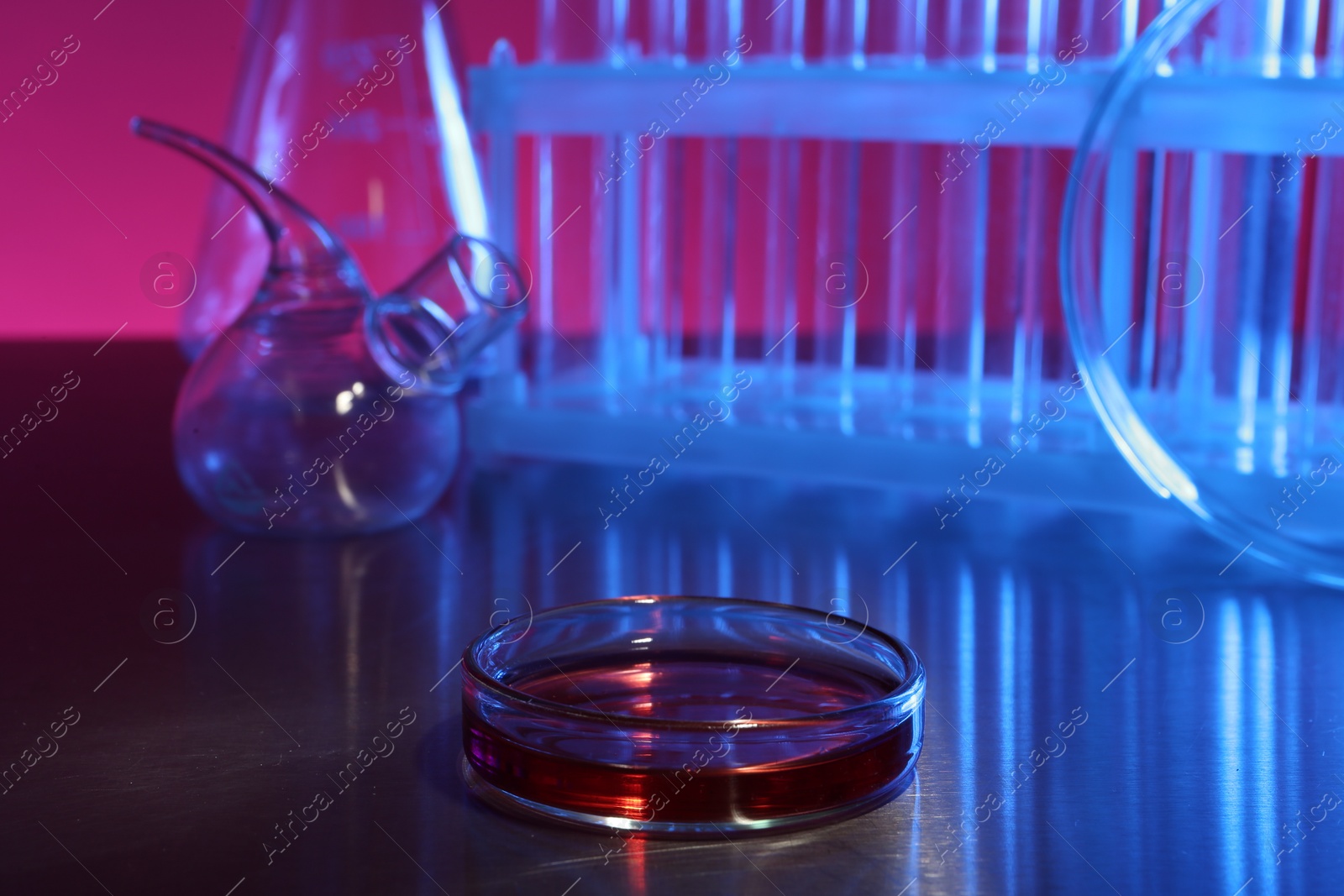 Photo of Petri dish with red liquid on grey table in laboratory. Space for text