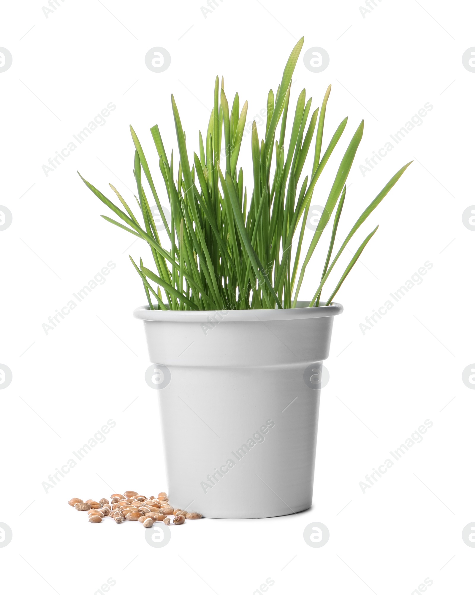 Photo of Fresh wheat grass in pot and seeds isolated on white