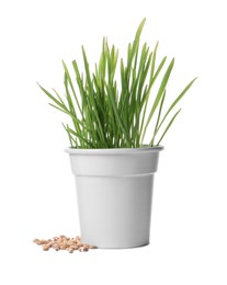 Photo of Fresh wheat grass in pot and seeds isolated on white