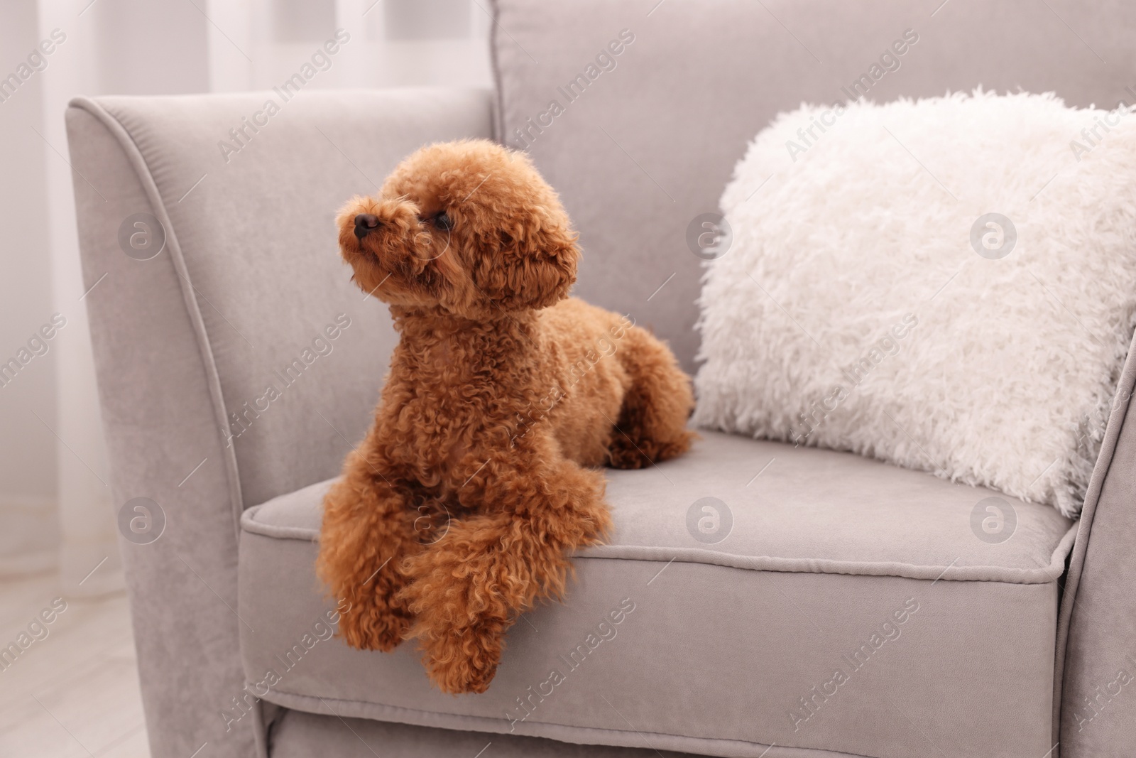 Photo of Cute Maltipoo dog resting on armchair indoors. Lovely pet