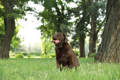 Cute Chocolate Labrador Retriever on green grass in summer park