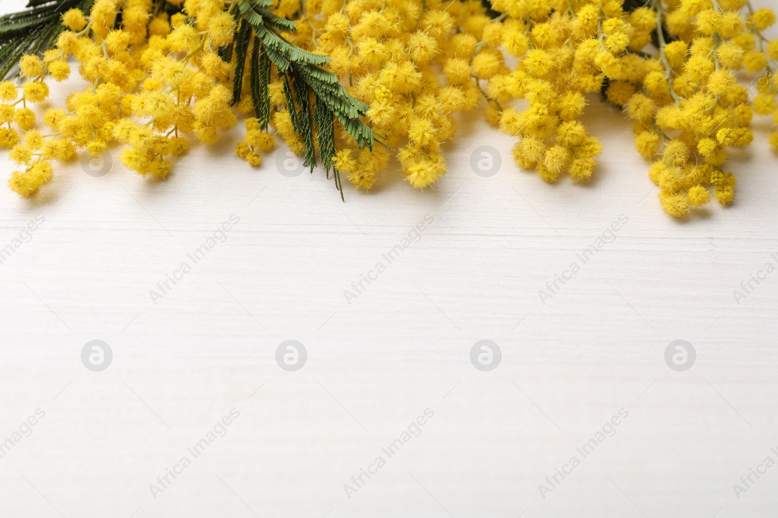 Photo of Beautiful mimosa flowers on white wooden table, above view. Space for text