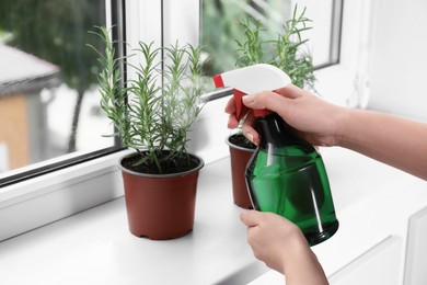 Woman spraying water onto green potted rosemary near window indoors, closeup