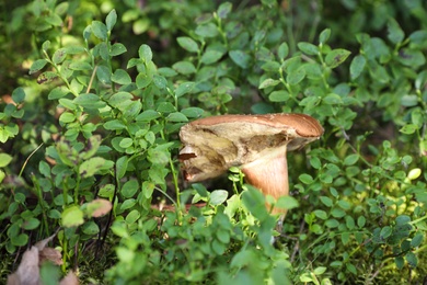Photo of Mushroom growing in forest, closeup. Picking season