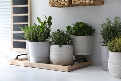 Different aromatic potted herbs on white table indoors