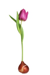 Purple tulip flower with bulb on white background