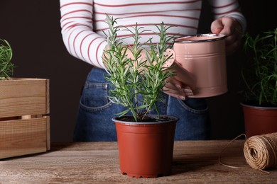Woman watering green potted rosemary at wooden table, closeup