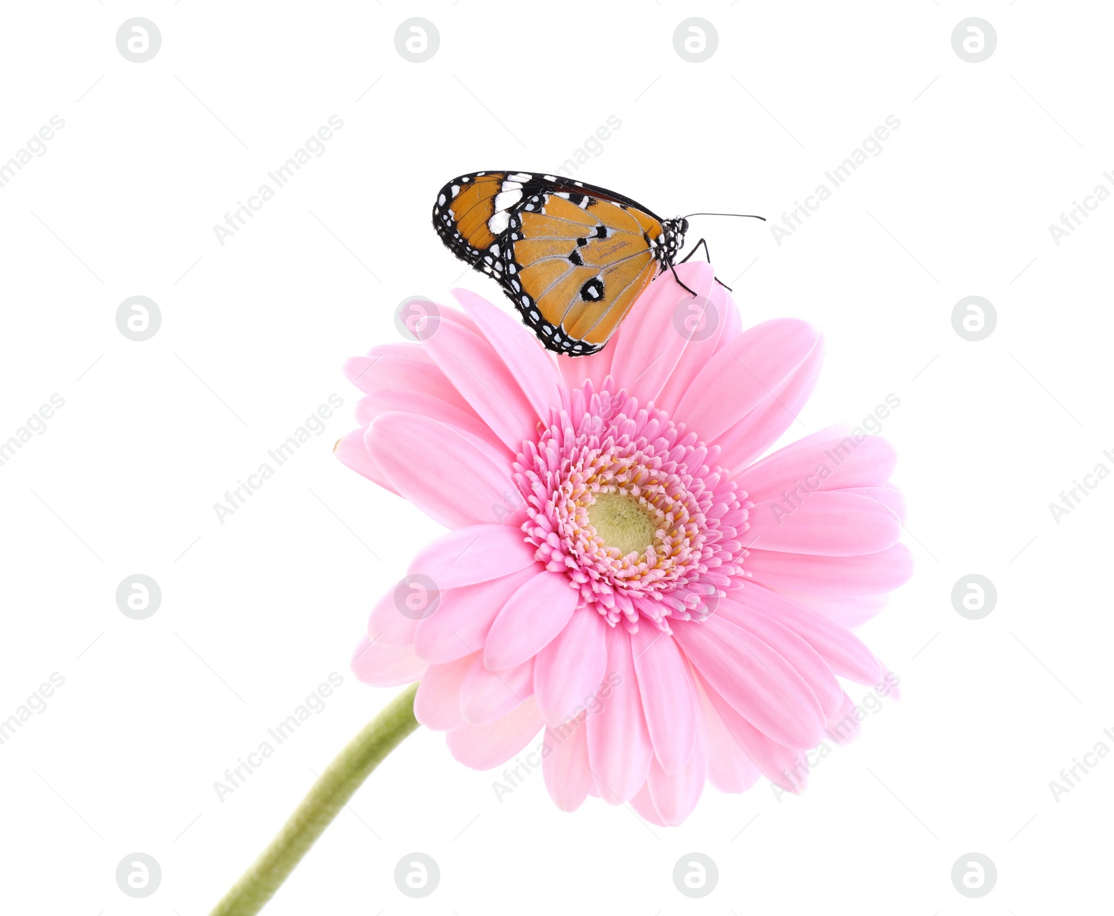 Photo of Flower with beautiful painted lady butterfly isolated on white