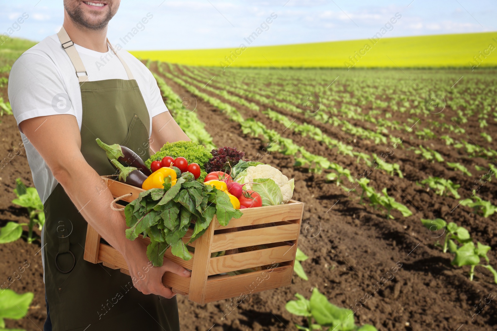 Image of Harvesting season. Farmer holding wooden crate with crop in field, closeup