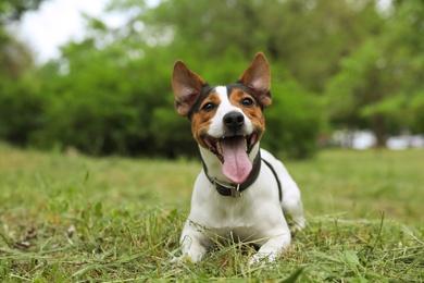 Photo of Adorable Jack Russell Terrier dog playing in park