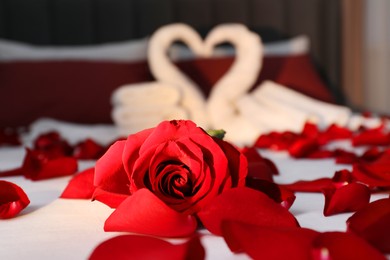 Honeymoon. Swans made with towels and beautiful rose petals on bed, selective focus