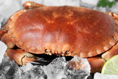 Delicious boiled crab and ice on table, closeup