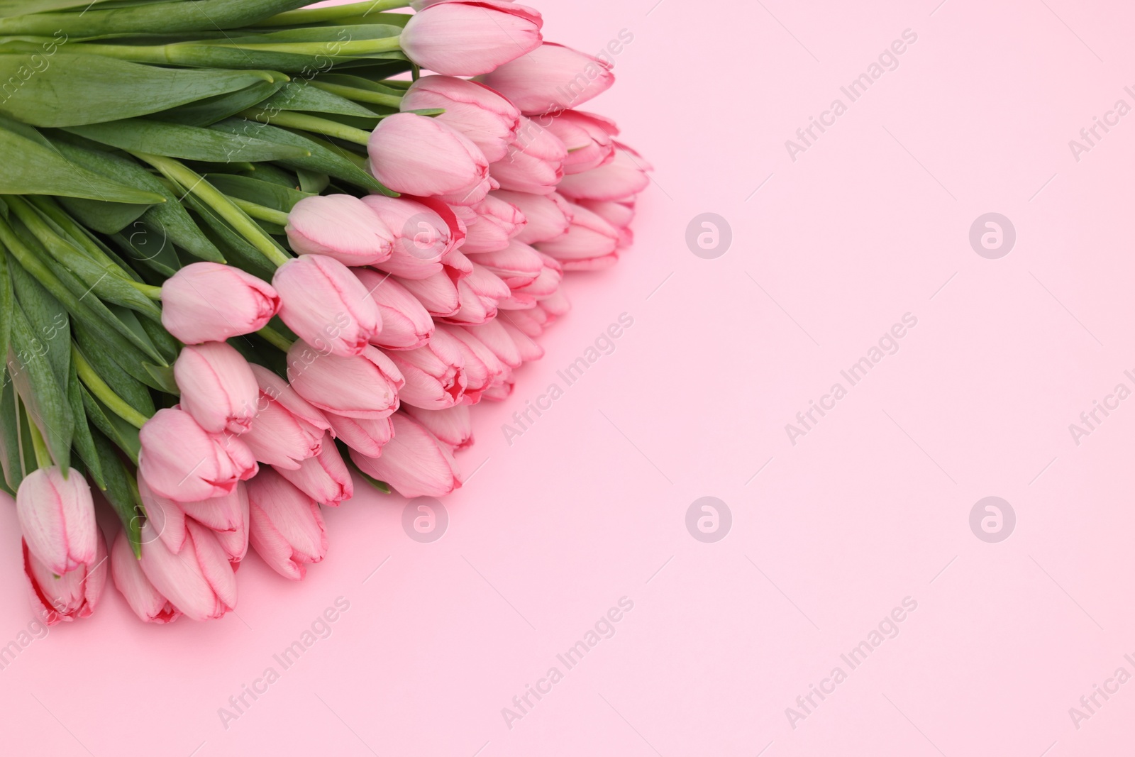 Photo of Bouquet of beautiful tulips on pink background, above view. Space for text