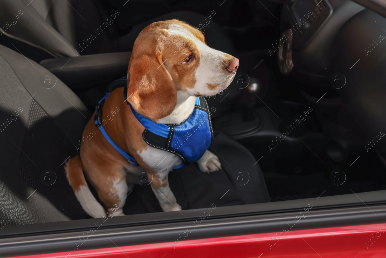 Photo of Cute Beagle dog in car. Adorable pet