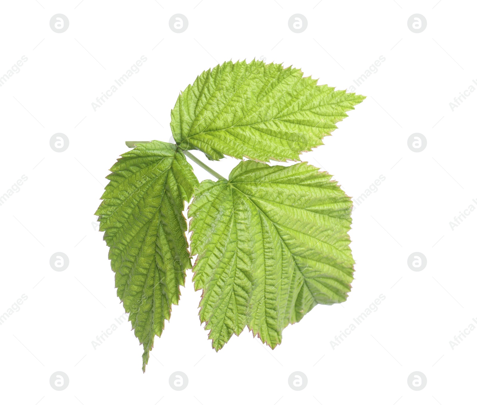 Photo of Fresh green raspberry leaves isolated on white