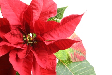 Beautiful poinsettia, closeup view. Traditional Christmas flower