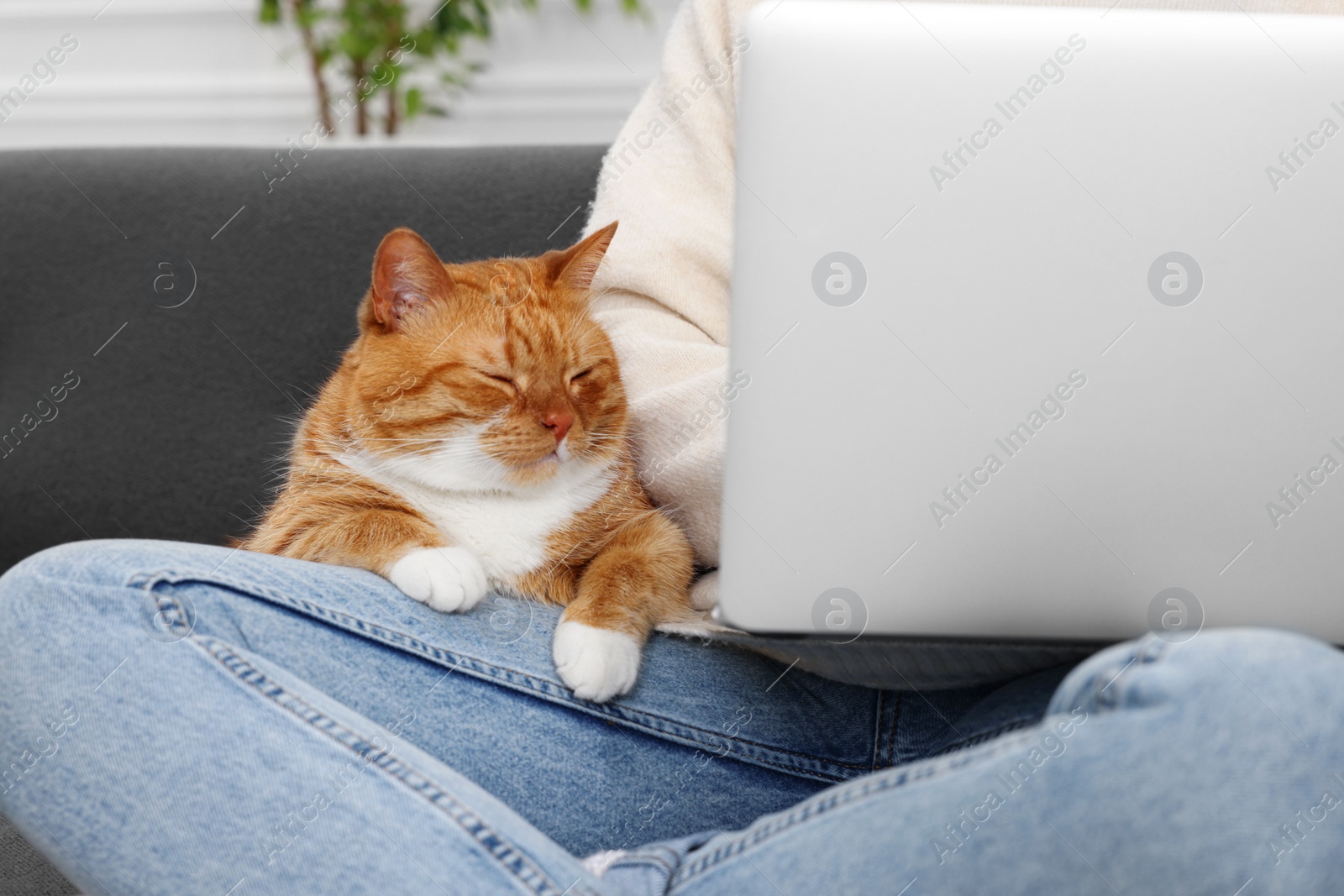 Photo of Woman working with laptop at home, closeup. Cute cat sitting on sofa near owner