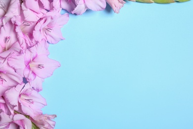 Flat lay composition with beautiful gladiolus flowers on blue background. Space for text