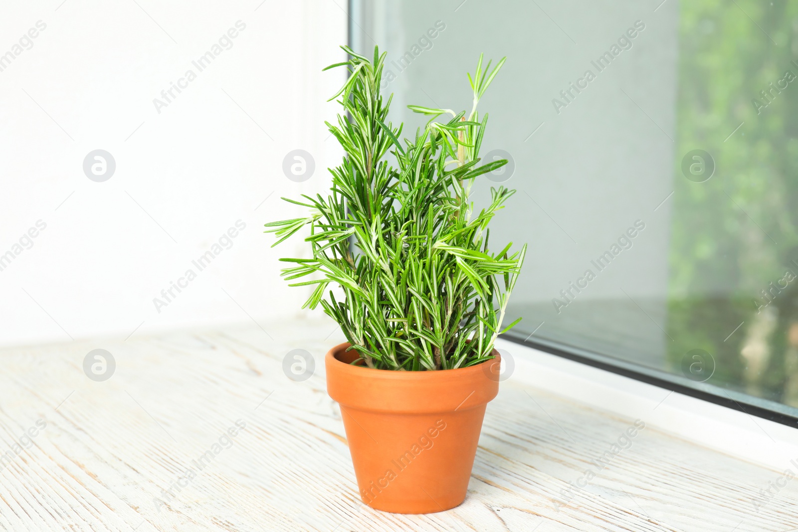 Photo of Potted green rosemary on wooden window sill