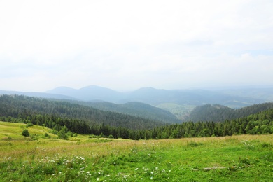 Photo of Picturesque landscape with mountain forest and meadow