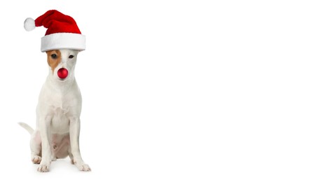 Adorable dog in Santa hat with red Christmas ball nose isolated on white