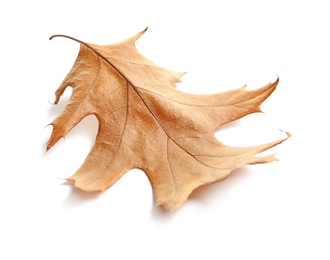 Photo of Beautiful autumn leaf on white background. Fall foliage