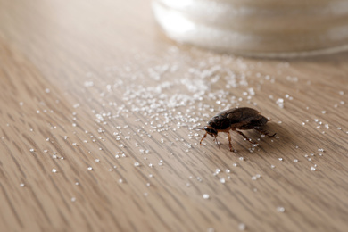 Photo of Cockroach and scattered sugar on wooden table, closeup. Pest control
