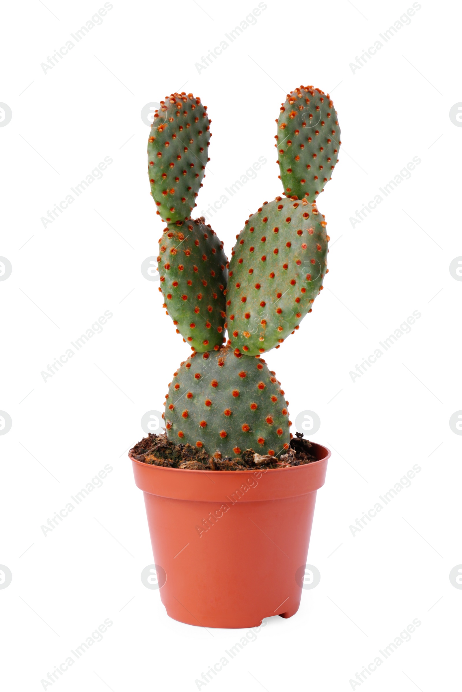 Photo of Beautiful green Opuntia cactus in pot on white background