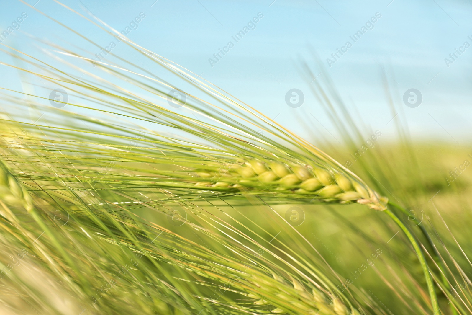 Photo of Wheat field on sunny day, closeup. Amazing nature in summer