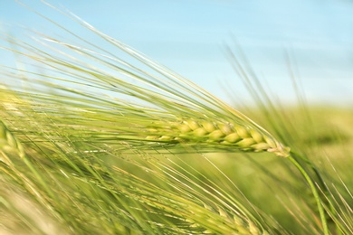 Photo of Wheat field on sunny day, closeup. Amazing nature in summer