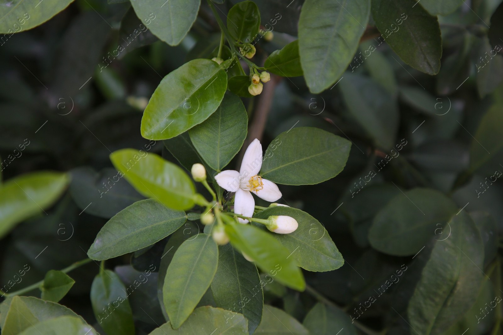 Photo of Beautiful white grapefruit flowers on tree outdoors