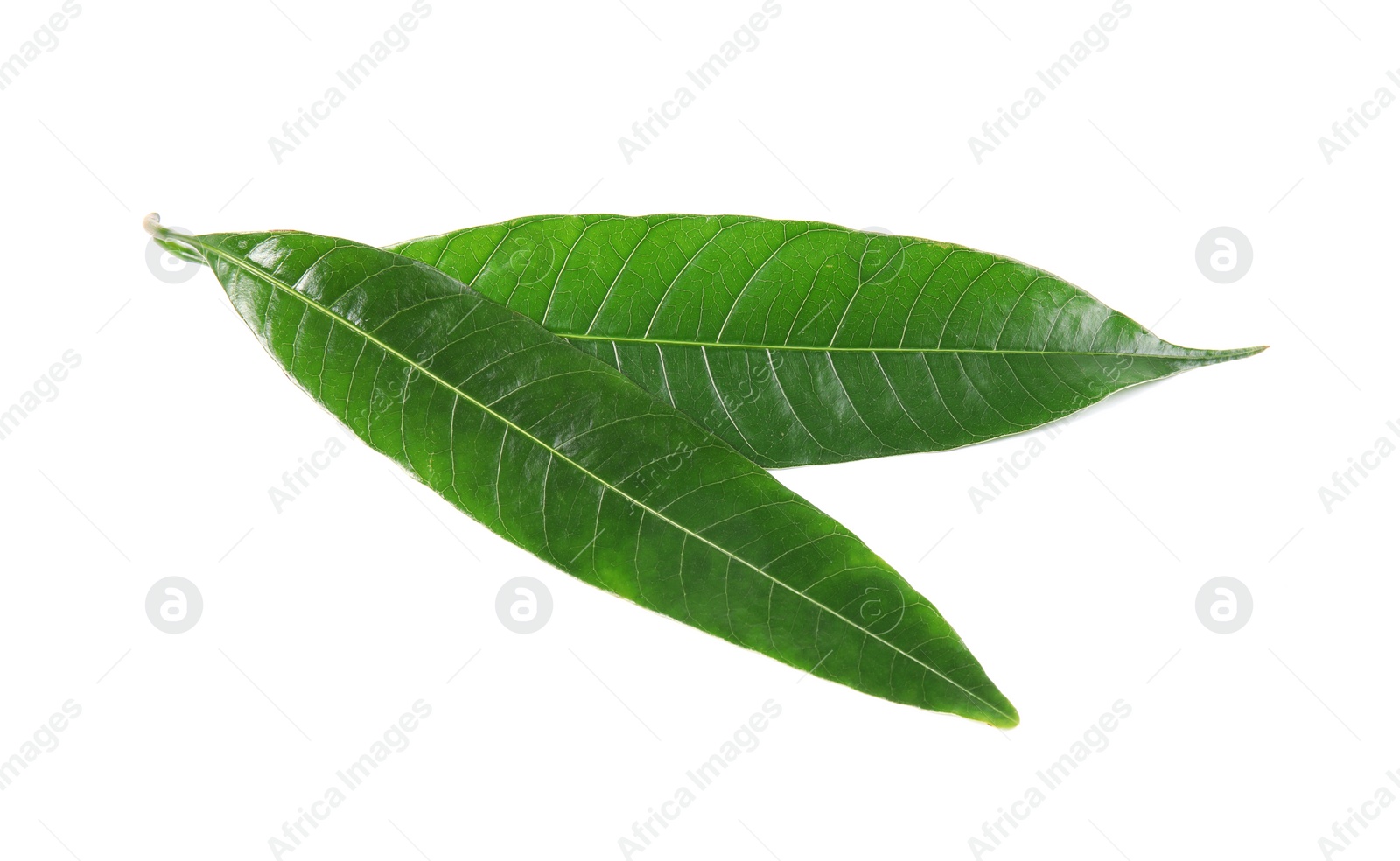 Photo of Fresh green mango leaves on white background
