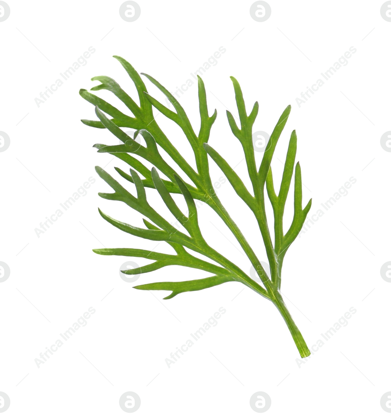 Photo of Sprig of fresh dill isolated on white