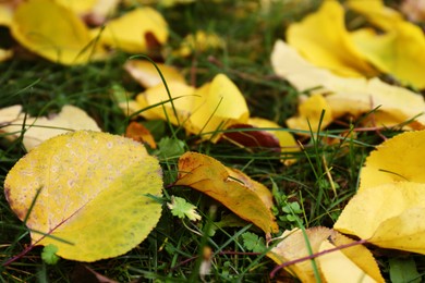 Photo of Fallen yellow autumn leaves on green grass