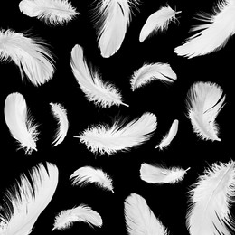 Image of Fluffy bird feathers falling on black background