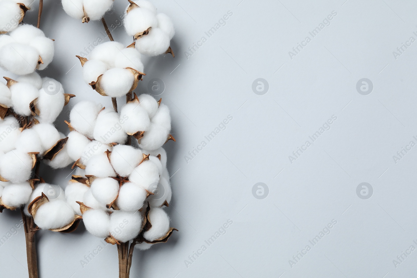 Photo of Beautiful cotton branches with fluffy flowers on light grey background, flat lay. Space for text